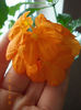 crossandra