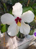 27 iunie 2013-flori 002