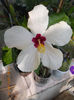 27 iunie 2013-flori 004
