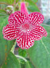 kohleria sunna