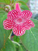 27 iunie 2013-flori 036