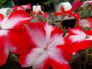DSCN1332