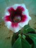 Fotogr.0679