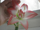 amaryllis o surpriza