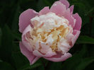 DSCF2964