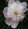 DSCF3118