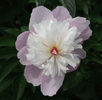 DSCF3119