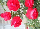 DSCN3624