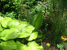canna indiga+hosta