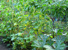 castravete lemon