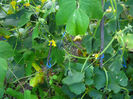 castravete lemon1