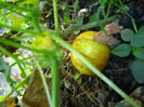 castravete lemon3
