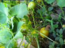 castravete lemon5