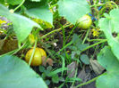 castravete lemon6