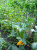 castraveti lemon22