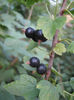 coacaz negru11