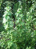 cuisor -ribez aureum
