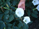 datura alba2222