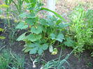 dovlecel ornamental