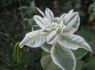 flori de gheata444
