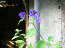 solanum