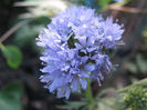 gilia