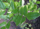 ilex1