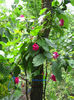 ipomeea ciclam