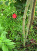 ipomeea hederifolia33