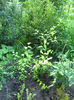 kerry japonica