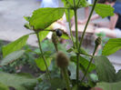 lantana