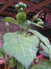 lantana22