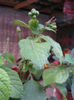 lantana3333