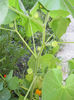 lanterna chinezeasca-planta cartita