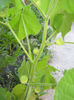 lanterna chinezeasca55