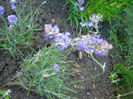lavanda