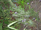 lavanda33