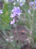 lavanda 2