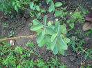 lonicera-arbust fructifer