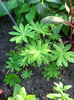 lupin
