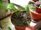 maranta si crinul pacii