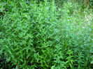 menta
