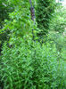 menta1