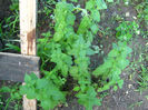 menta americana