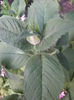 menta indiana