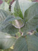 menta indiana1