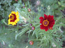 coreopsis