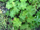 muscata de gradina