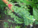 oregano