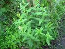 phlox
